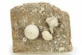 Mississippian Fossil Crinoid & Blastoid Plate - Iowa #262446-1